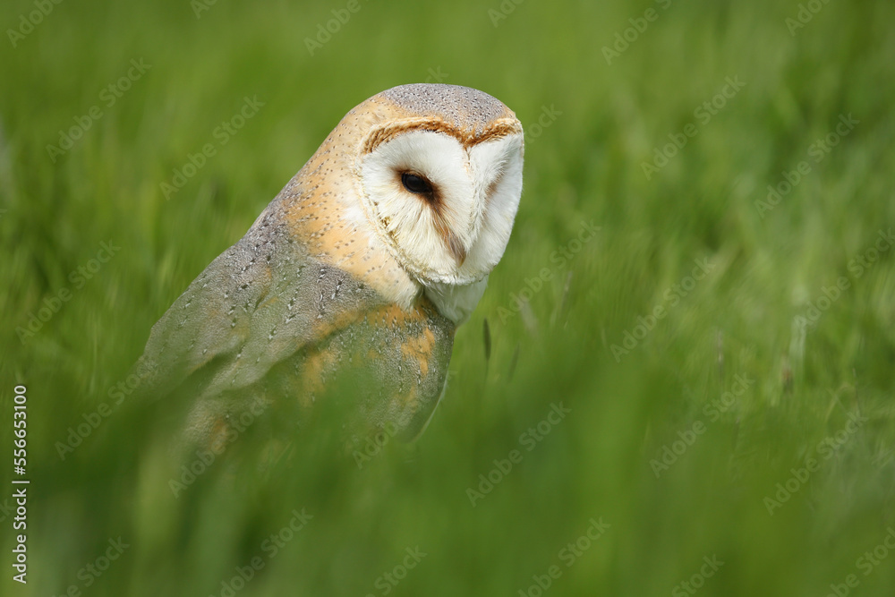 Obraz premium A portrait of a Barn Owl resting in a meadow 