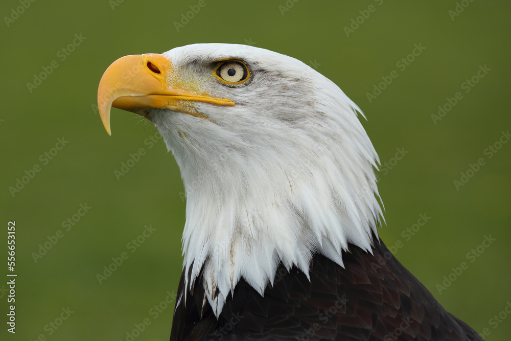 A portrait of a Bald Eagle against a green background looking up
A portrait of a Bald Eagle against a green background looking up