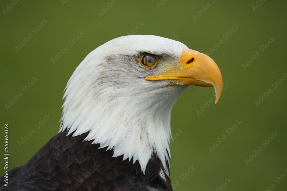 Portrait of a Bald Eagle with the translucent eyelid over its eye
Portrait of a Bald Eagle with the translucent eyelid over its eye