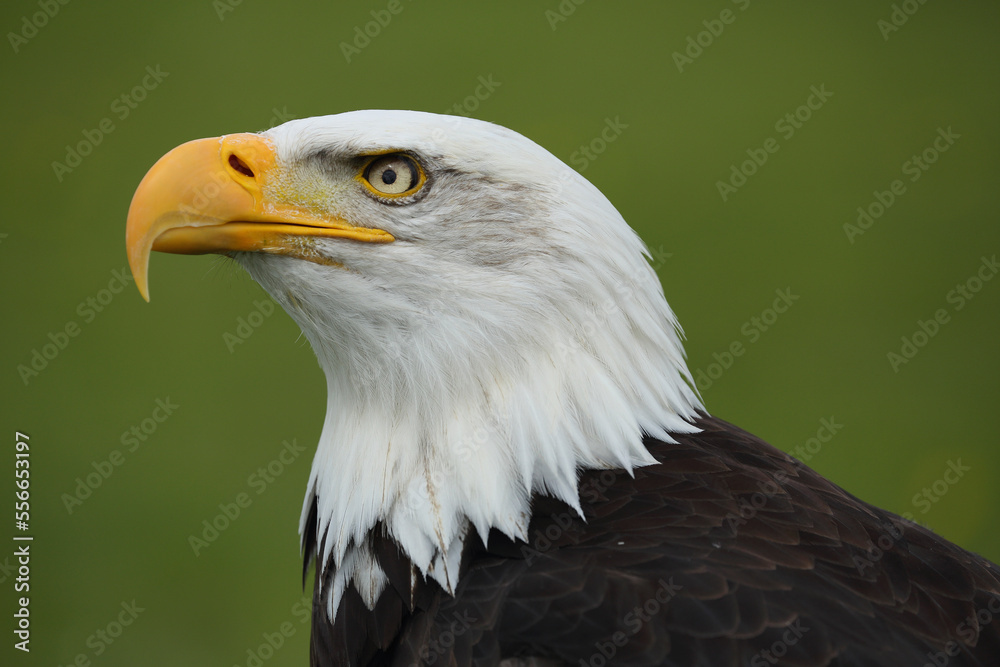 A portrait of a Bald Eagle against a green background
A portrait of a Bald Eagle against a green background