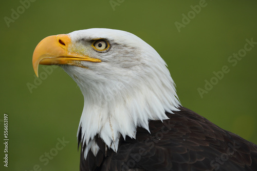 A portrait of a Bald Eagle against a green background 