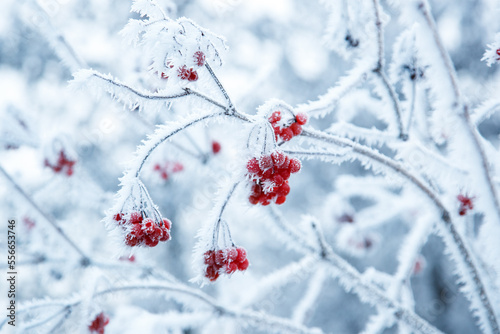 Photography last year's Viburnum berries covered with a frost