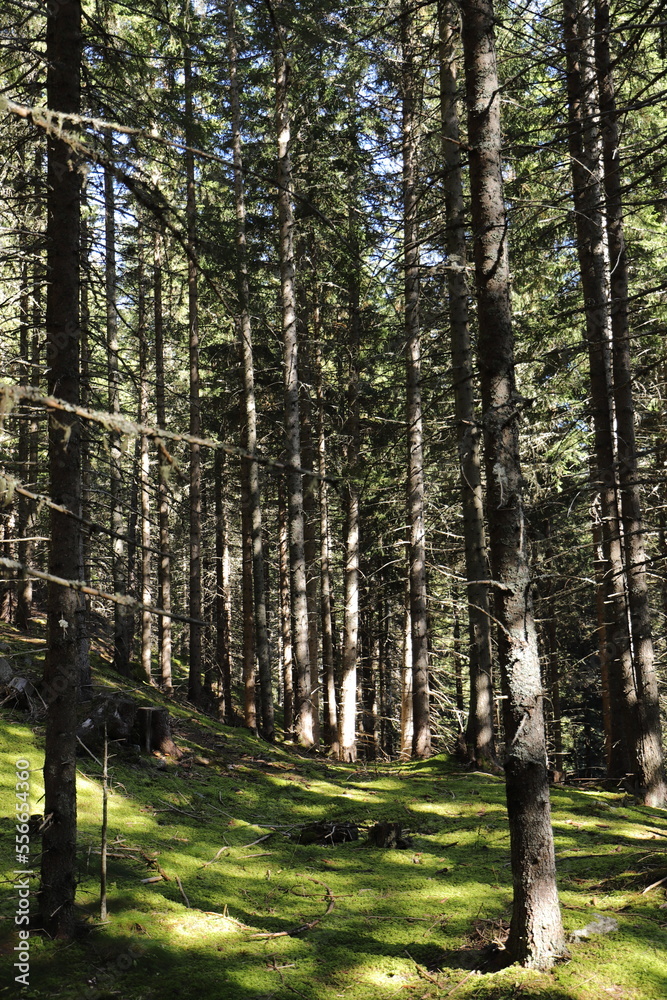 Fototapeta premium green fir forest in the sunlight 