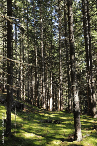 green fir forest in the sunlight 