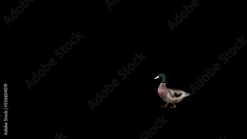 Farm Animal Duck Transparent Alpha Animation photo