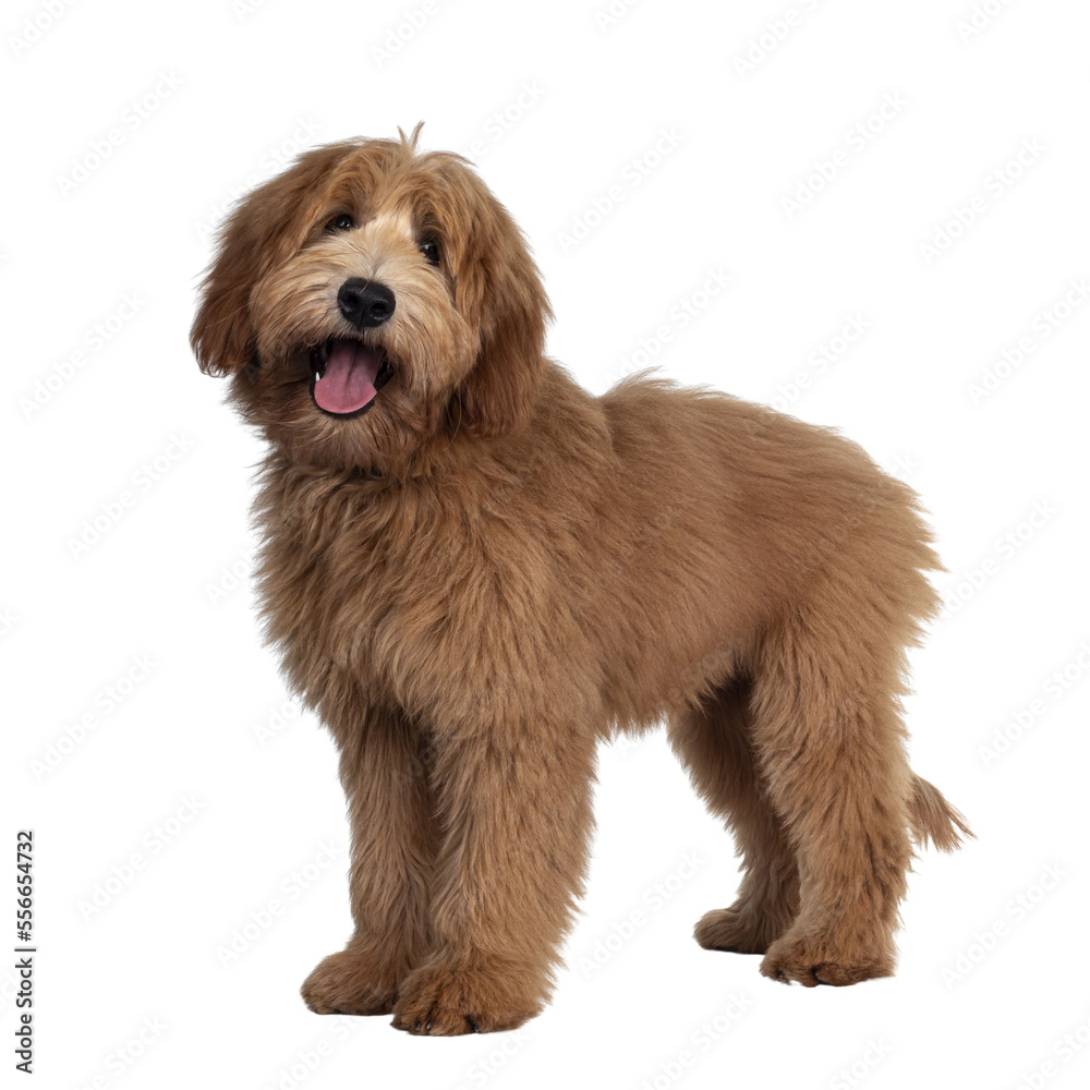Cute red / abricot Australian Cobberdog / Labradoodle dog pup, standing side ways. Looking at camera, mouth open and tongue out. Isolated on transparent background.