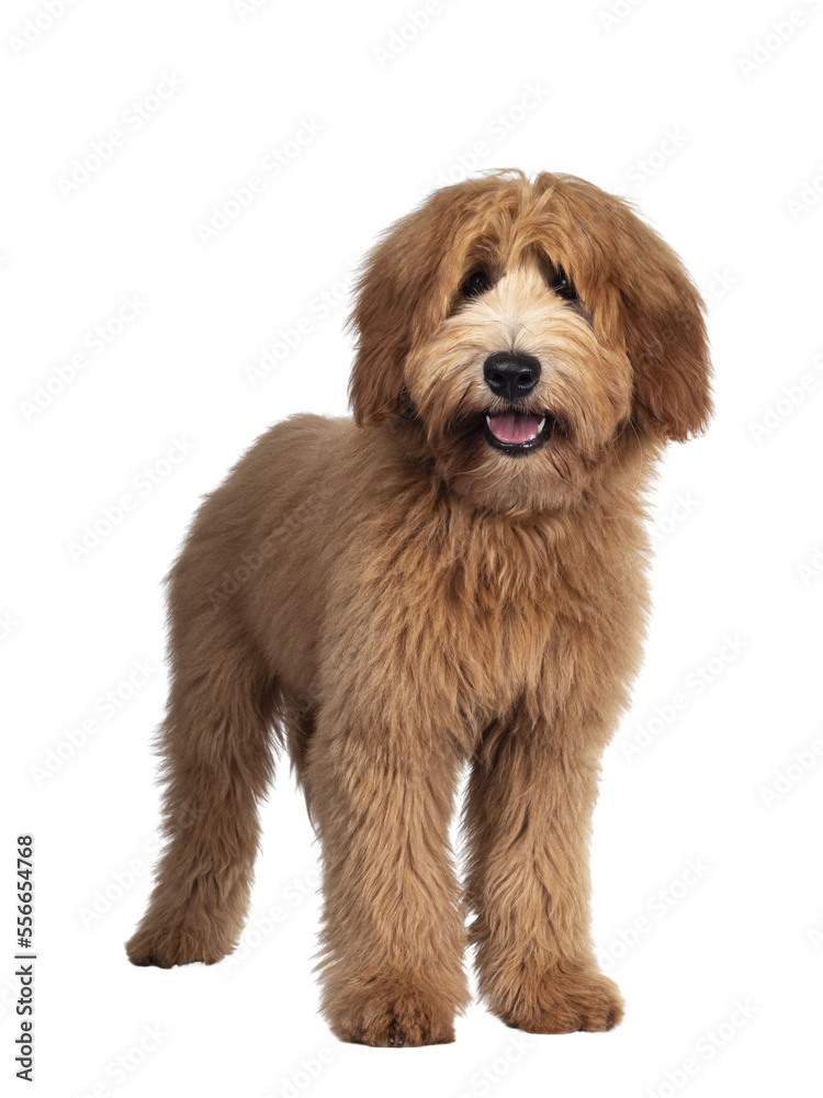 Cute red / abricot Australian Cobberdog / Labradoodle dog pup, standing facing front. Looking at camera, mouth open and tongue out. Isolated on transparent background.