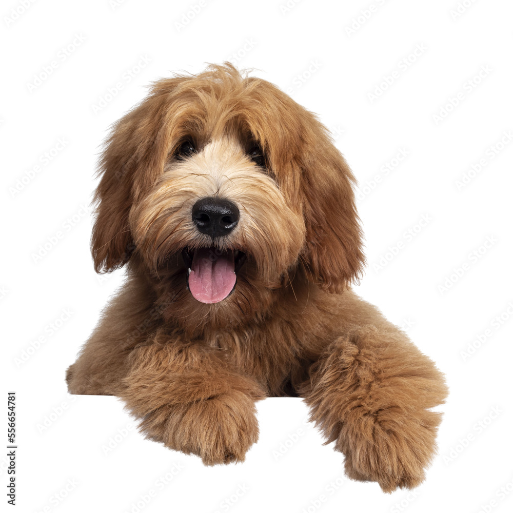 Cute red / abricot Australian Cobberdog / Labradoodle dog pup, laying down facing front. Mouth open, pink tongue out. Isolated on transparent background.  Paws hanging over edge.