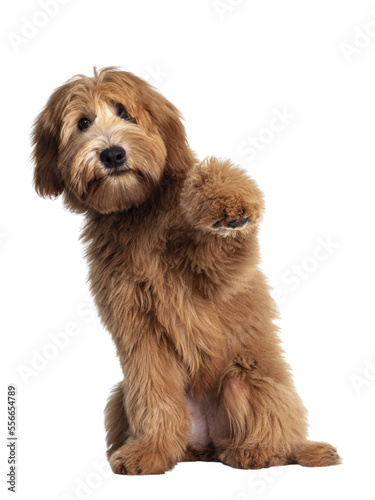 Cute red / abricot Australian Cobberdog / Labradoodle dog pup, sitting up with one paw high in air. Mouth closed. Isolated on transparent background.