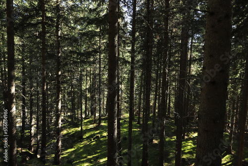 green fir forest in the sunlight 
