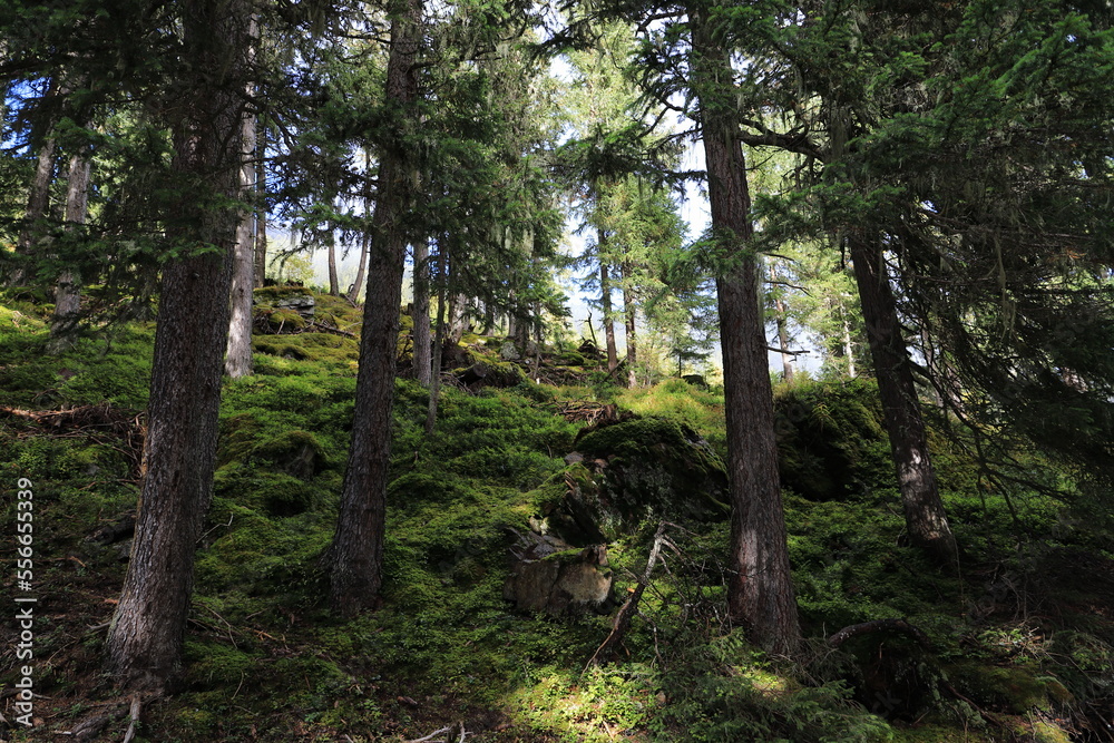 green fir forest in the sunlight
green fir forest in the sunlight