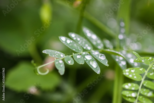 Green grass after rain. Plants in water drops close up. Macro nature details on summer field.