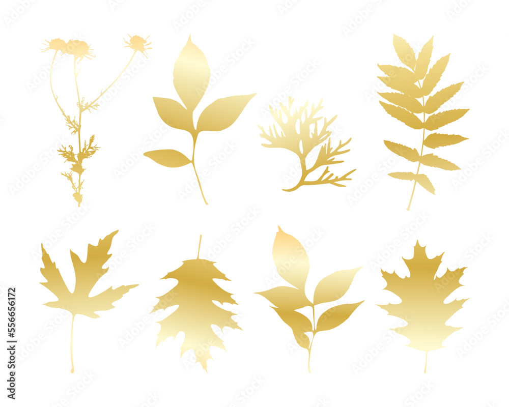Fototapeta premium Gold leaves isolated , set leave and camomile, white background. Vector illustration