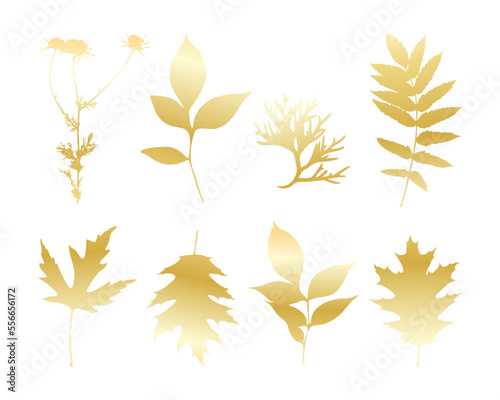 Gold leaves isolated , set leave and camomile, white background. Vector illustration