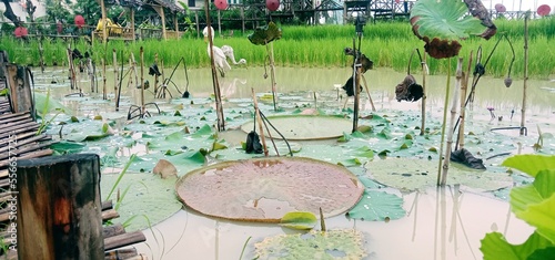 flowers in the river