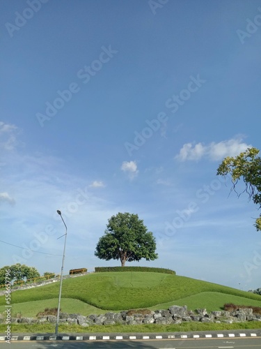 trees in the park