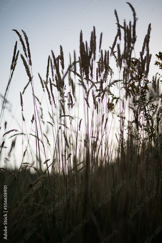 Obraz premium Wildflowers