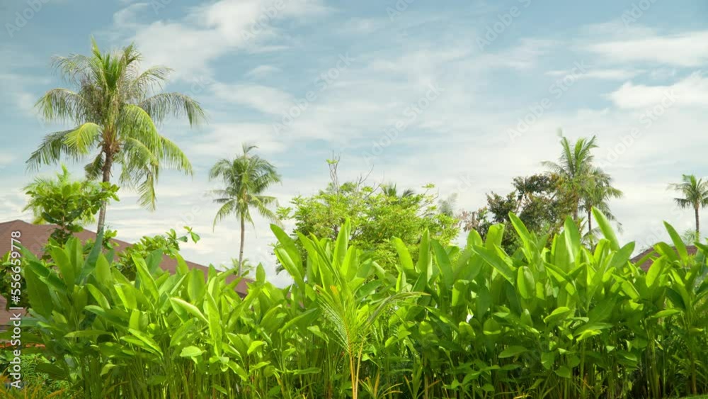 Lush Green Tropical Nature with Coconut Palm and Cottage roofs in Countryside Lush Green Tropical Nature with Coconut Palm and Cottage roofs in Countryside