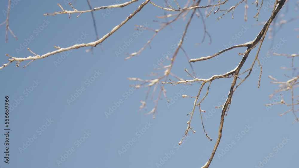 Freezing tree branches isolated on blue sky, view from bellow