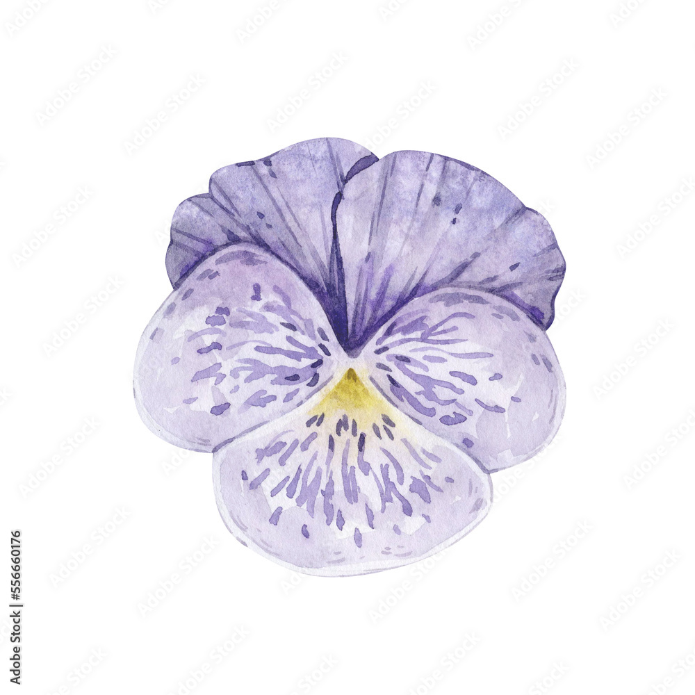 Fototapeta premium Watercolor illustration with vintage violet pansy flower isolated on white background.