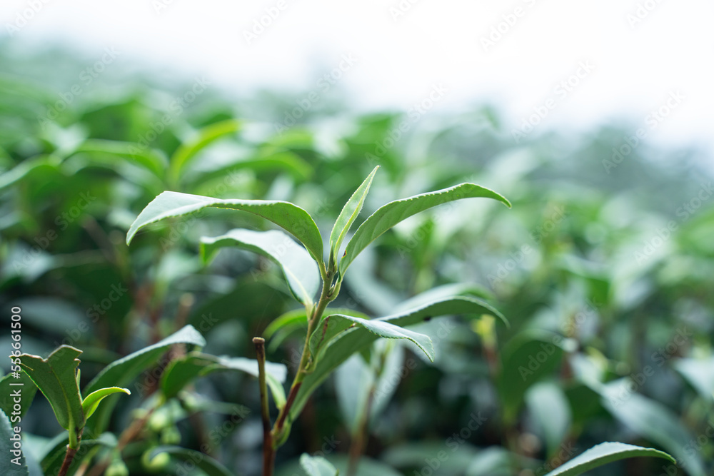 Beautiful green tea crop garden rows scene, design concept for the fresh tea product. Beautiful green tea crop garden rows scene, design concept for the fresh tea product.