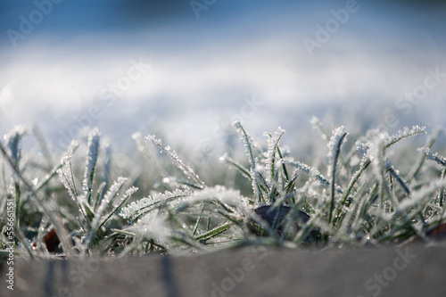 Abstract winter background with frosted grass and empty space for text