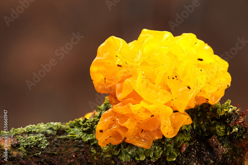Pilz Tremella mesenterica Goldgelber Zitterling auf einem Ast
 photo