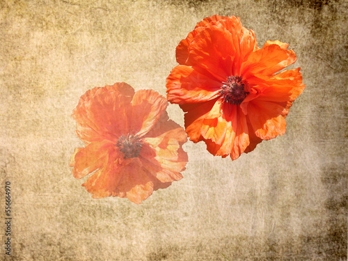 Mohnblume auf dekorativen Hintergrund in gespiegelter Ausführung