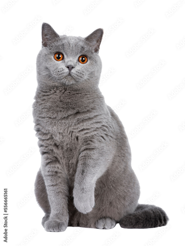 Sweet young adult solid blue British Shorthair cat kitten sitting up front view, looking at camera with orange eyes and one paw lifted, isolated cutout on transparent background