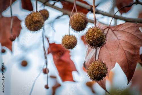 Photography Plane tree fruit fruit hanging