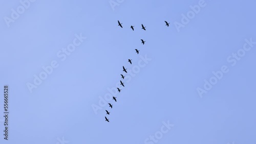 Geese migrate in natural flying V formation through clear blue sky on sunny day photo