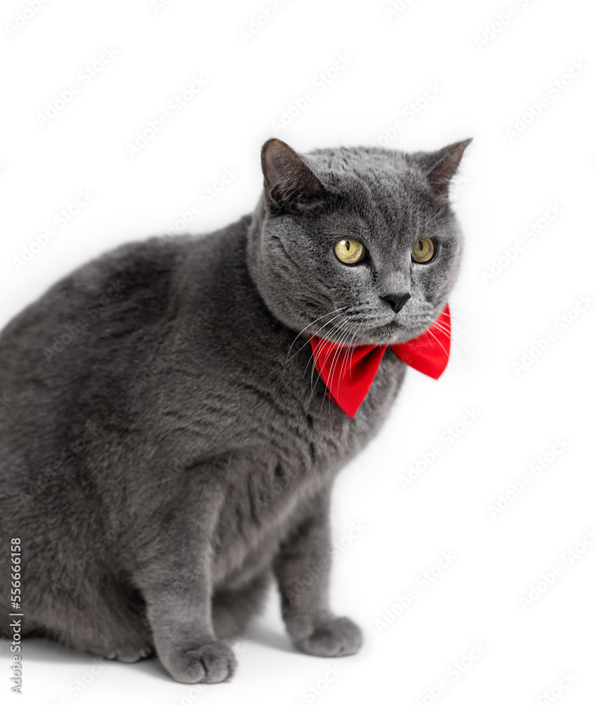 Big cute British cat with a red bow on a white background. Isolate Big cute British cat with a red bow on a white background. Isolate