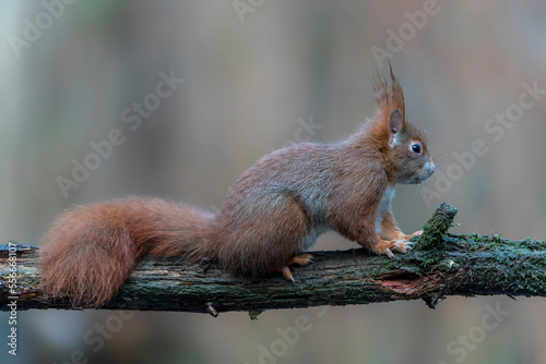 Eurasian red squirrel (Sciurus vulgaris) on a branch. Noord Brabant in the Netherlands.