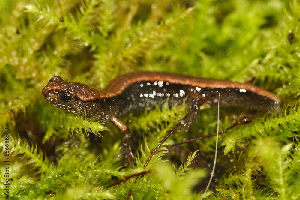 Closeup on a Western red-backed salamander, Plethodon vehiculum sitting in green moss Closeup on a Western red-backed salamander, Plethodon vehiculum sitting in green moss
