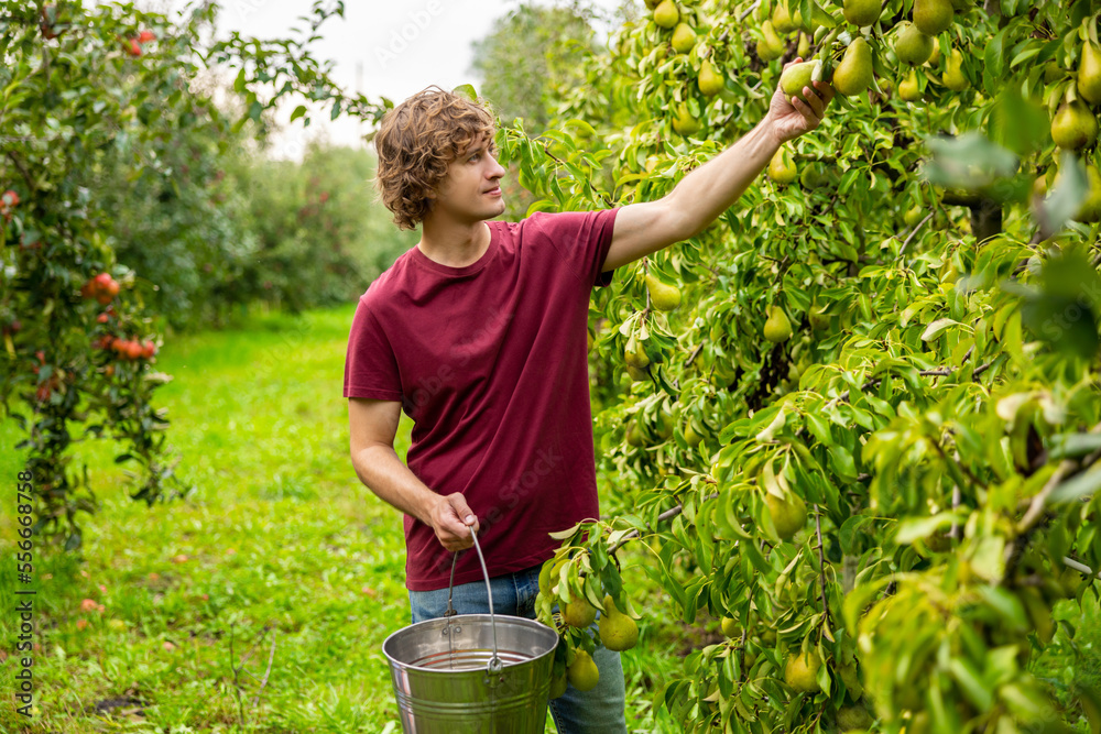 Orchardman harvesting fresh fruit in the garden - obrazy, fototapety, plakaty 