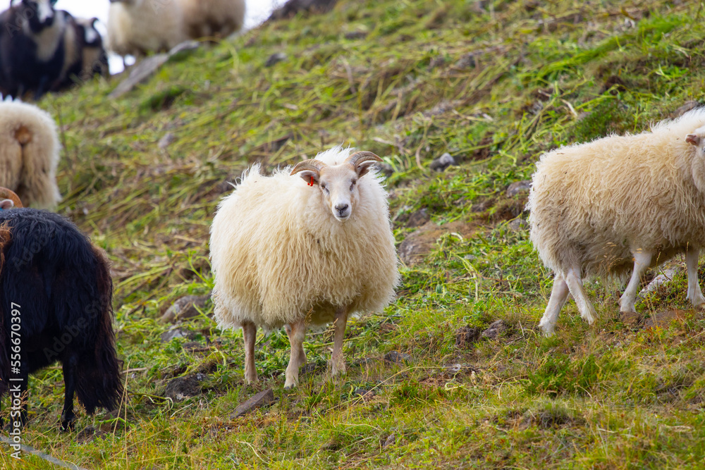 Fototapeta premium Icelandic sheep graze in the meadow near Ocean, Group of domestic animal in pure north nature.