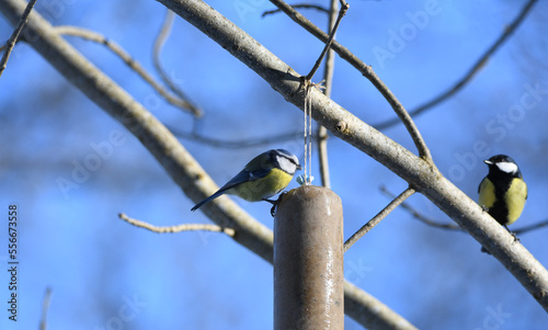 Songbirds in winter with blue background