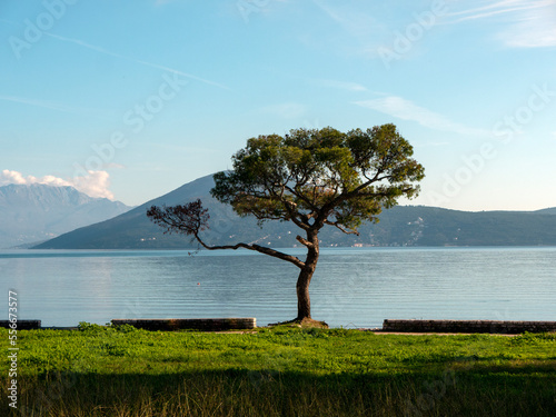 Seascape with lonely branchy pine tree on sea side winth green grass, sea water and mountain at background