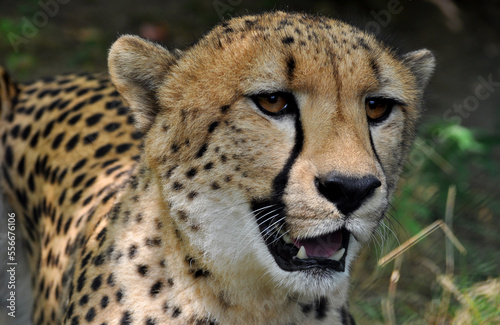 Cheetah (Acinonyx jubatus) portrait.