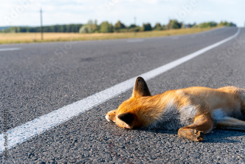 Fototapeta Naklejka Na Ścianę i Meble -  A dead fox is lying on the highway. An incident on the roadway. A car hit a wild animal to death. Protection of wild animals. No barriers along the forest and road.