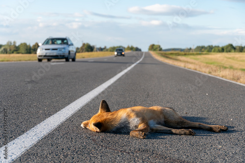 Photography A fox killed by a car on an asphalt road