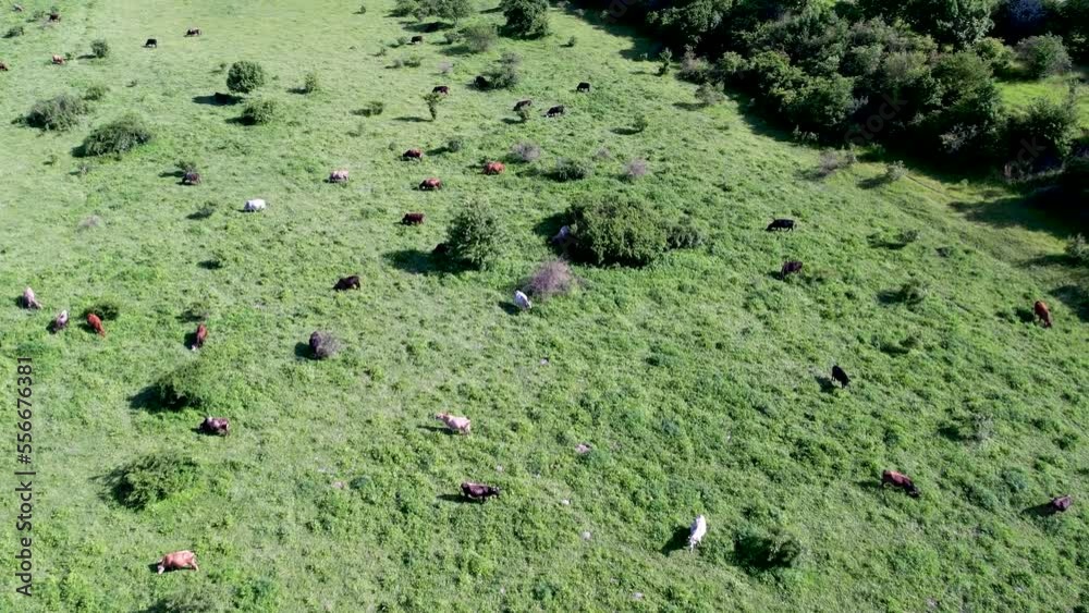 Aerial view of cows herd grazing on pasture field. Aerial view of cows herd grazing on pasture field.