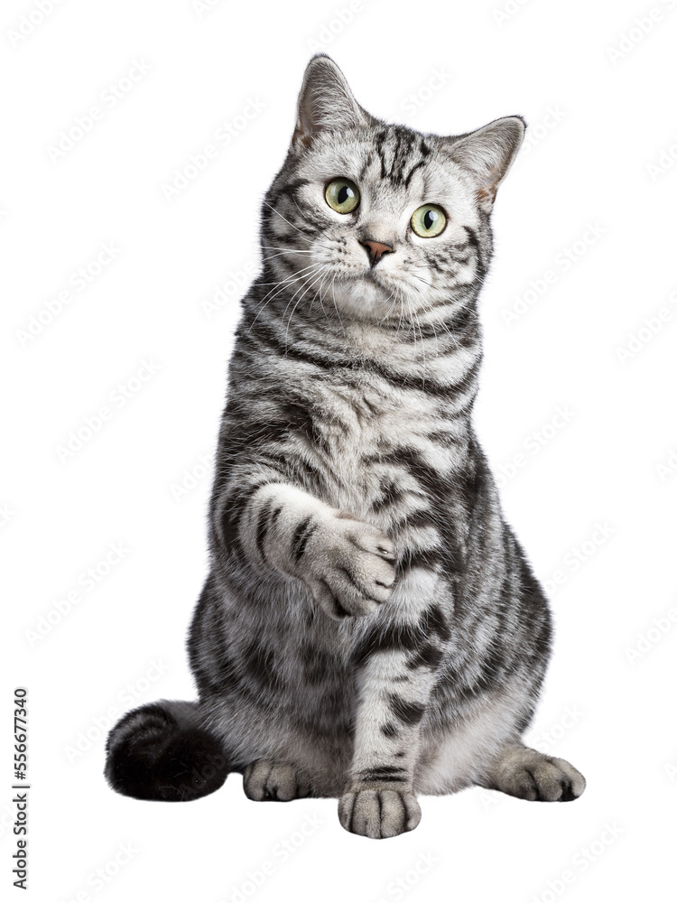 Black tabby British shorthair cat sitting on transparent background with tilted paw