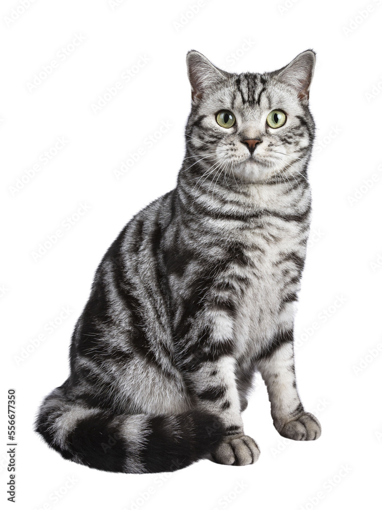 Black tabby British shorthair cat sitting straight up on transparent background.