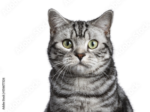 Photography Head shot of black tabby British shorthair cat on transparent background looking