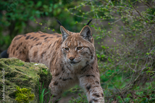 Portrait of a hunting European lynx at the trail in the forest