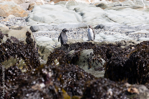 Penguins at the beach of Isla Maiquillahue near Valdivia, Chile