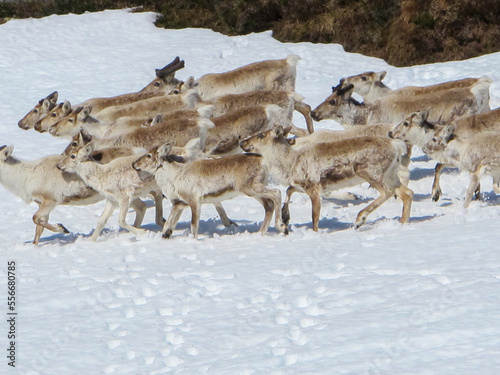 Reindeer in the mountains