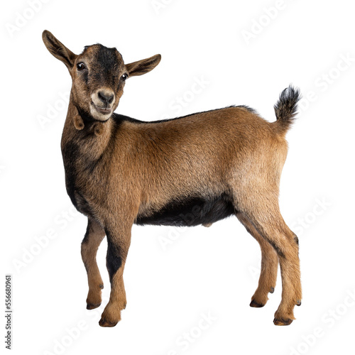 Brown agouti pygmy goat standing side ways with head turned and looking to camera, isolated on transparent background