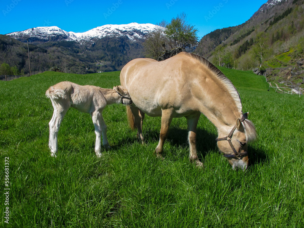 Norwegian fjord horse with foal 4
